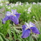 碧南市油ヶ淵花菖蒲園