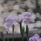 碧南市油ヶ淵花菖蒲園