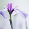 花菖蒲