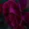 薔薇の花