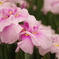 菖蒲１