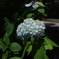 紫陽花