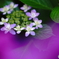 あじさいの花