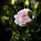 春薔薇の囁き