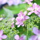 庭の紫陽花