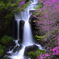 竜頭の滝に咲く紫色の花