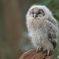フクロウのヒナA