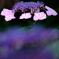 DSCF1487