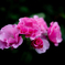 薔薇が咲いた　「ノックアウト」