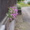 路傍の花