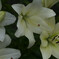 _1040603_DxO