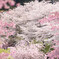 桜満開