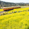 みんな大好き菜の花畑と小湊鉄道