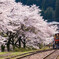 渡良瀬鉄道と満開の桜