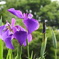 花菖蒲　始めました～♪