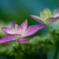 遠く近くDSC01703.