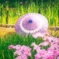和傘と菖蒲