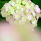 DSCF1519