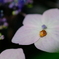 DSCF1555