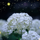 星降る夜には