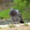 ただの鳩だけどいいにらみが効いていた