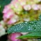 雨上がり ①