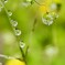 雨上がり ②ヒメコバンソウ､黄色いお花はタガラシです。