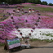 ひがしもこと芝桜公園 250531-956
