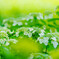 権現堂・紫陽花