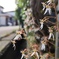 雪の下