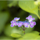 紫陽花の季節