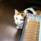 猫カフェにて #57