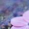 紫陽花