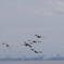 都鳥の飛翔