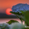 夕暮れ紫陽花