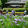 東京散策～葛飾区堀切菖蒲園10
