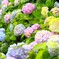 梅雨時の華～ⅷ