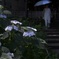 The　初夏の散歩　2025/06/05