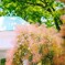 木陰で和む