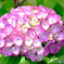  庭に咲いた紫陽花  