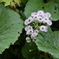 フキの花