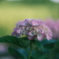 令和７年　芒種
