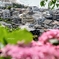 紫陽花の季節、鎌倉の街