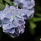 道端に咲く花