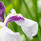 雫に濡れる花菖蒲