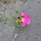 ハマナスの花