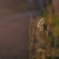 夕暮れ