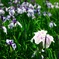 White iris