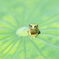 チビケロ 1