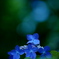 étoile bleue 青い星